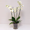 Orkide plante i Glas