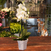 Orkide plante i Italiensk Fajance Skjuler
